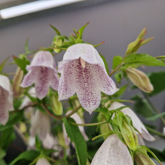 Koreanische Glockenblume – Platycodon grandiflorus