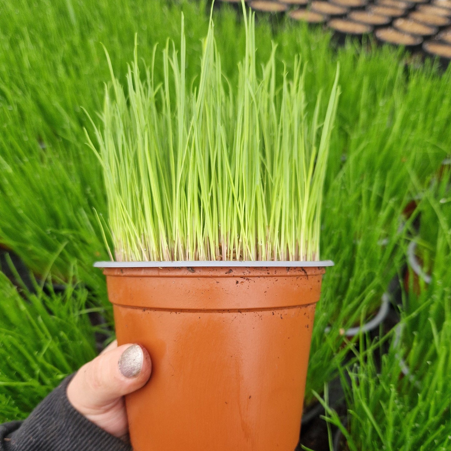 Ultrasoftgrass (soft cat grass) - 18,000 seeds