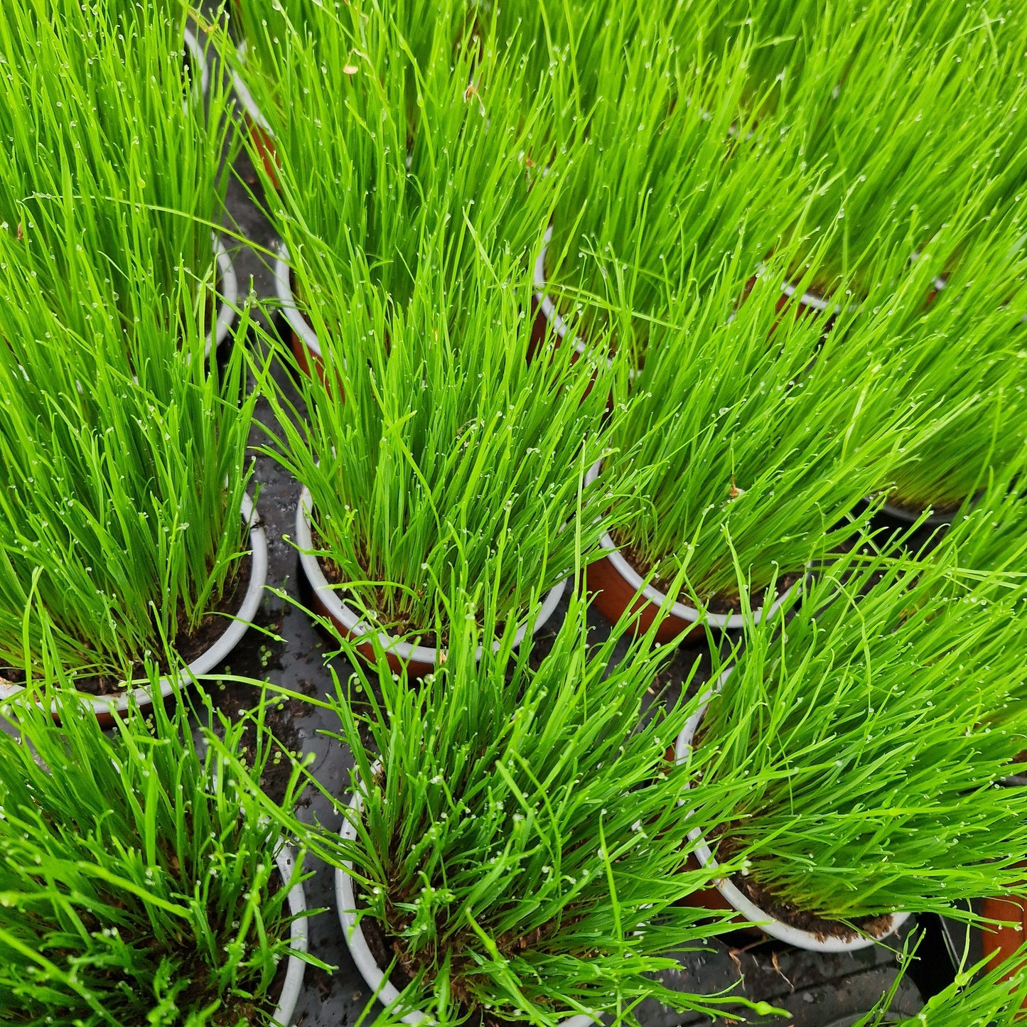 Ultrasoftgrass (soft cat grass) - 18,000 seeds