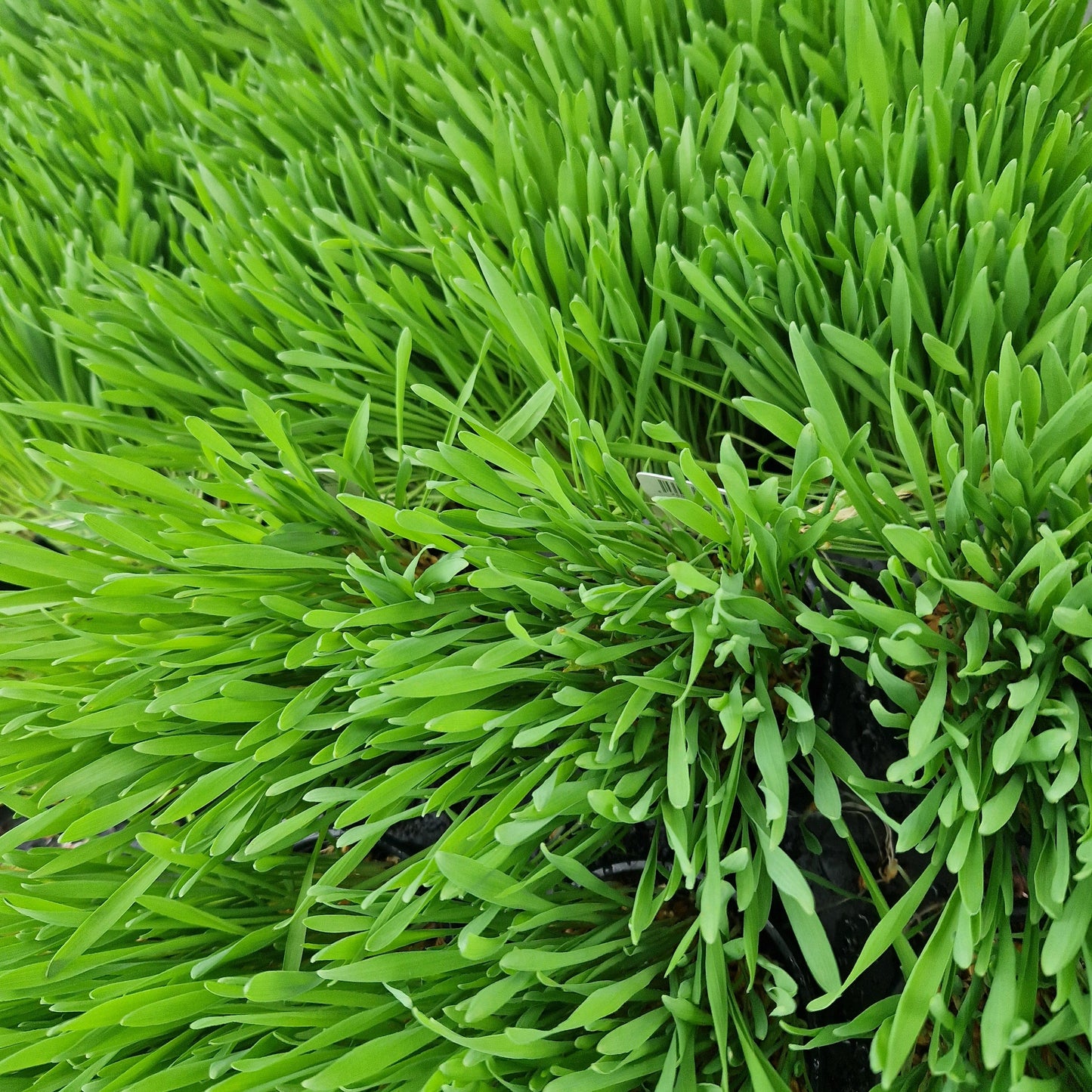 Softgrass (soft cat grass)