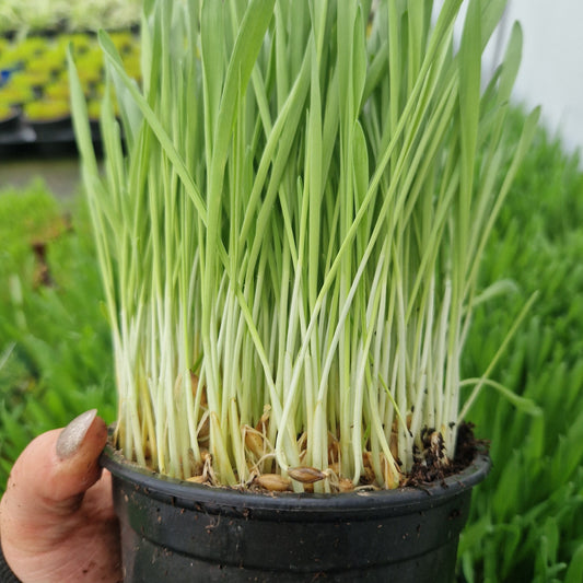 Softgrass (soft cat grass)