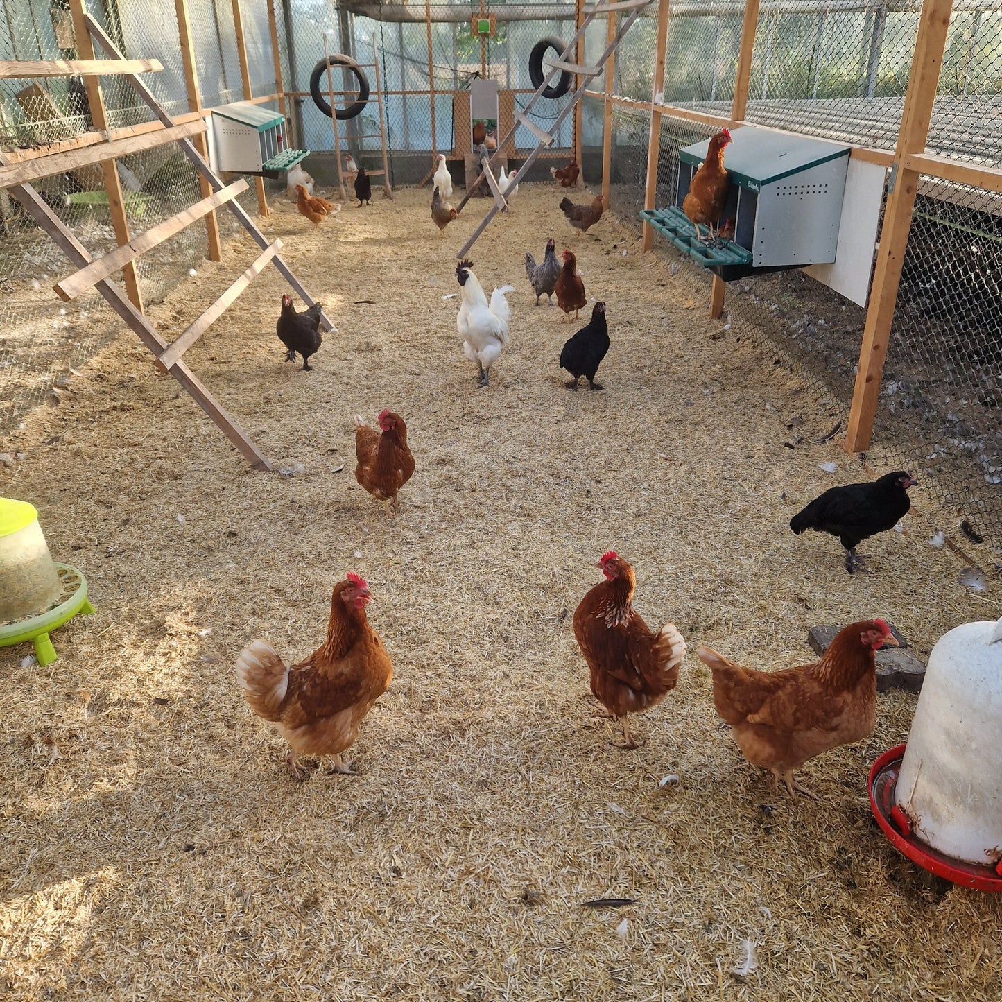 eggs from happy chickens