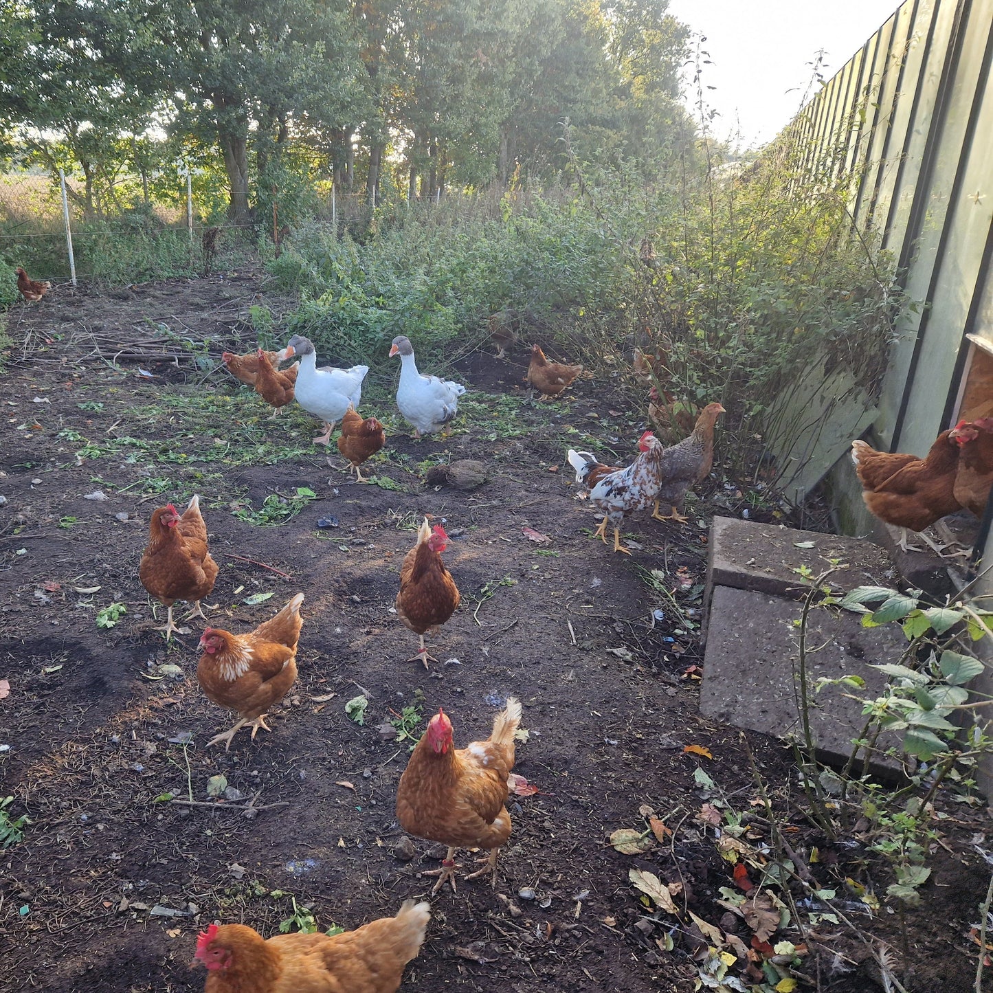 eggs from happy chickens