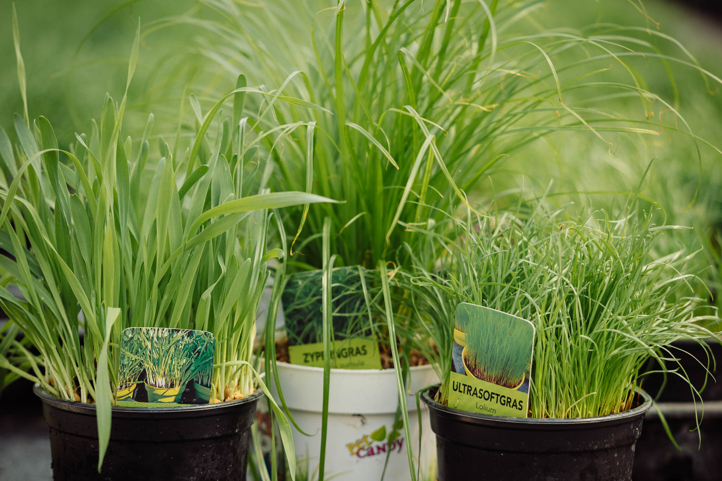 Softgrass (soft cat grass)