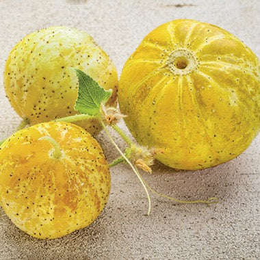 Gurken und Auberginen Saatgut