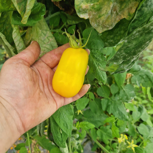 Tomatenpflanzen Samenfeste & Raritäten