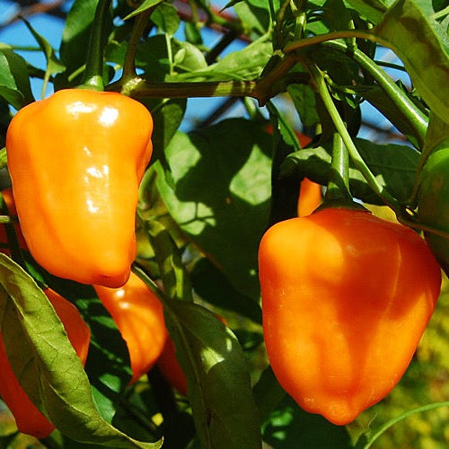 Paprika und Chili Saatgut