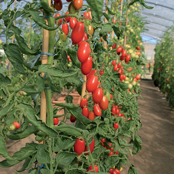 Premium Gurken - und Tomatenpflanzenset F1 (6er Pack)