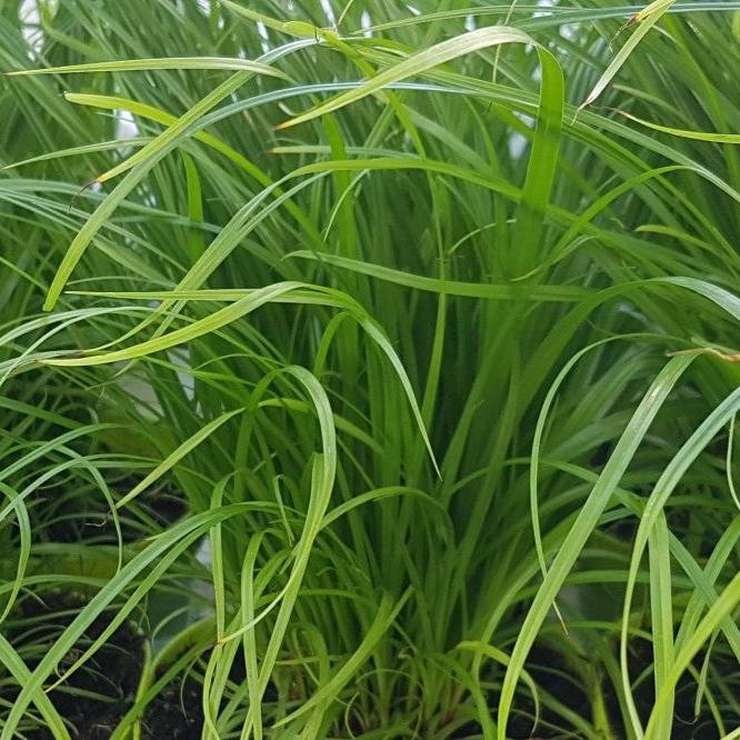 Softgrass (soft cat grass)