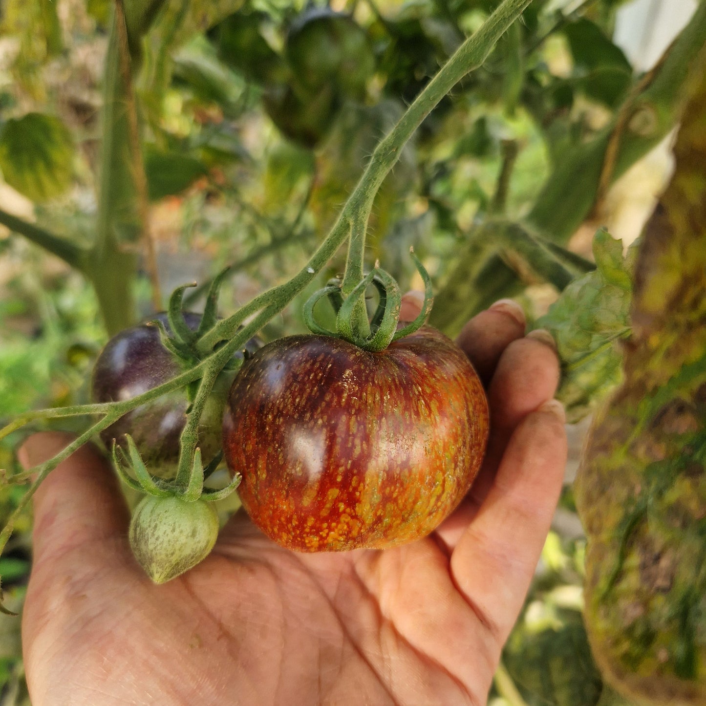 Raritäten Tomatenset (6er Pack)