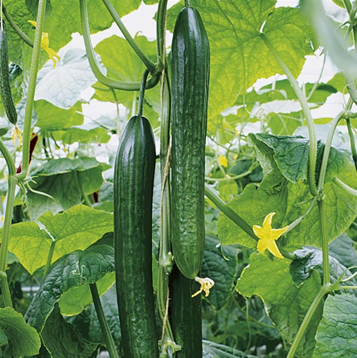 Einsteiger & Top Preis-Leistung