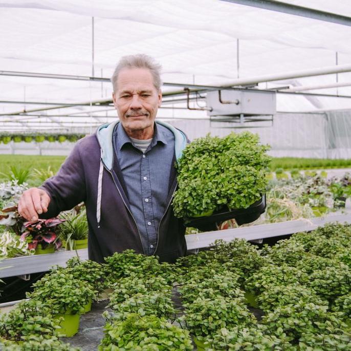 Callisia repens - food plant for rodents and birds