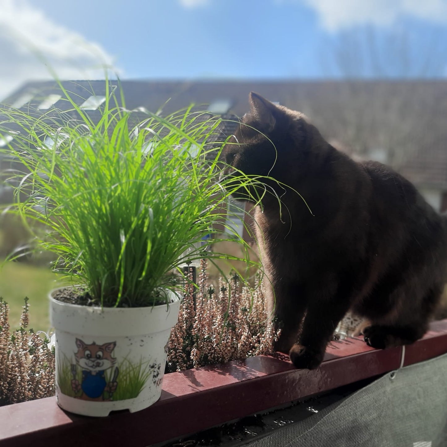 Softgrass (soft cat grass)