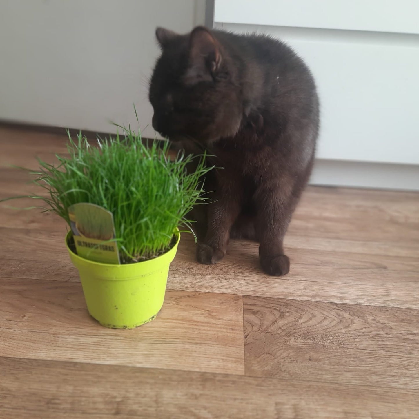 Ultrasoftgrass (soft cat grass) - 18,000 seeds