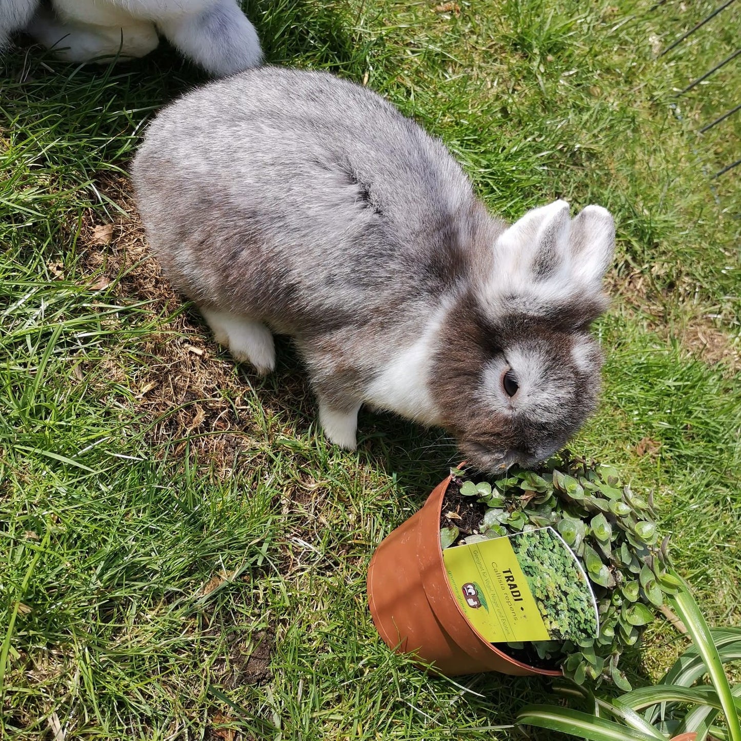 Callisia repens - food plant for rodents and birds