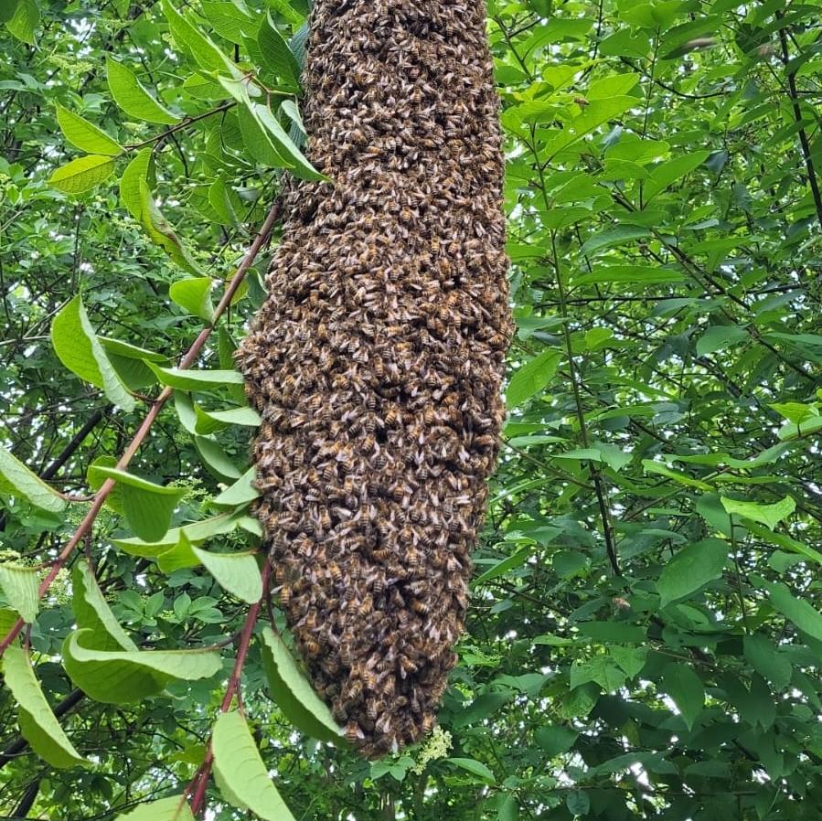honey from regional beekeepers
