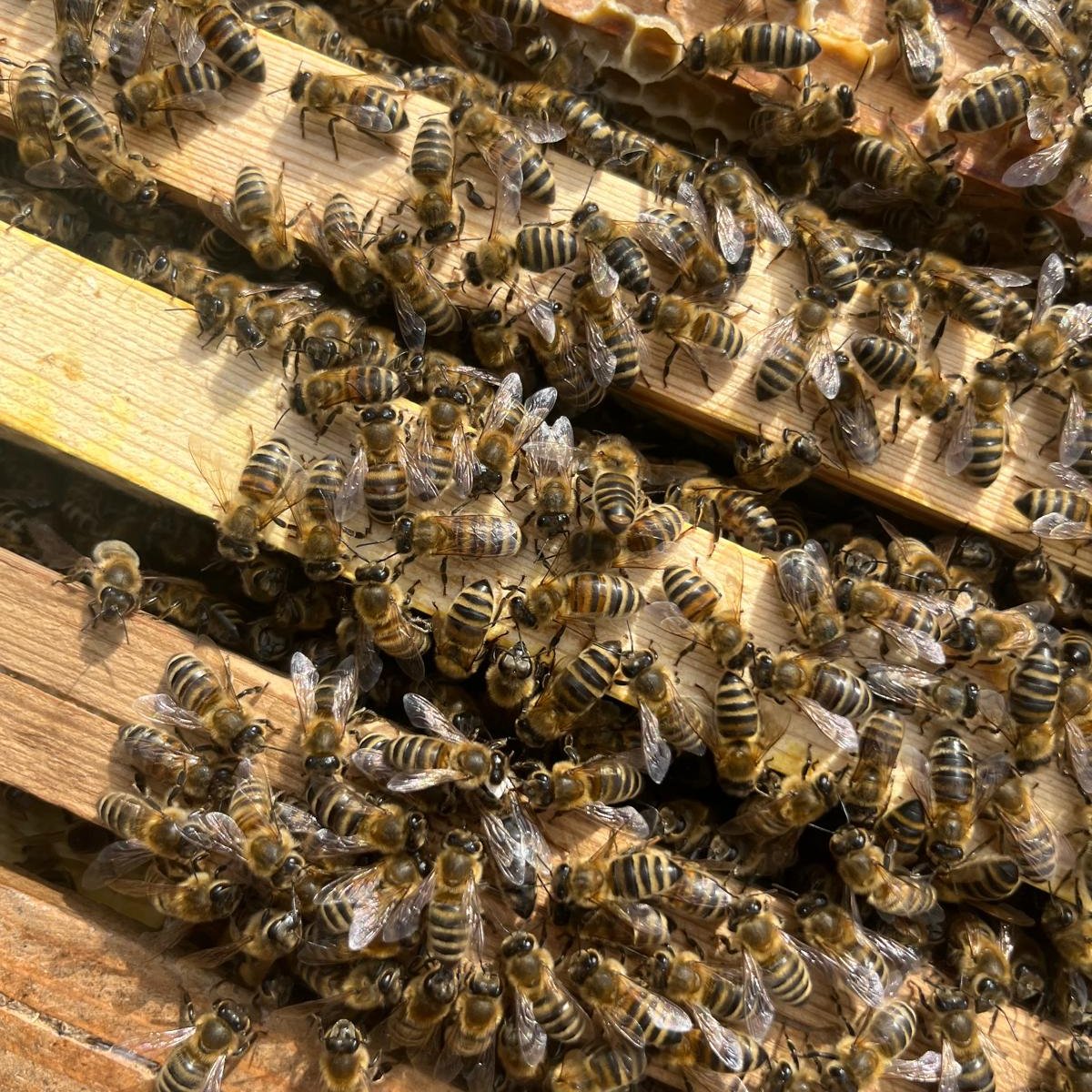 honey from regional beekeepers