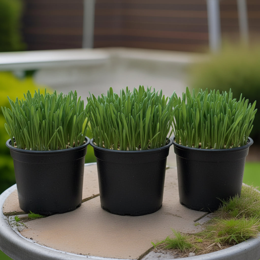 Softgrass (soft cat grass)