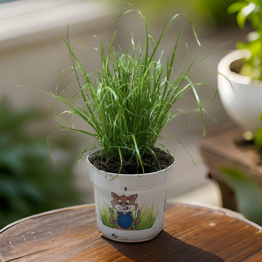 Cyperus zumula