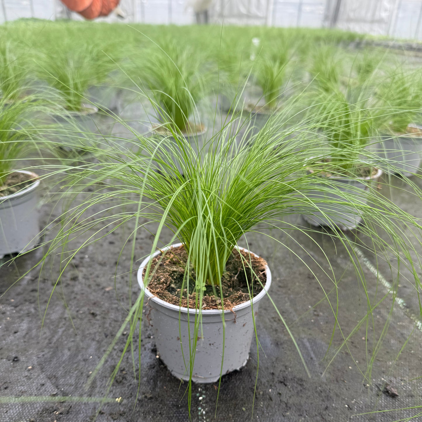 Ultrasoftgrass (soft cat grass)