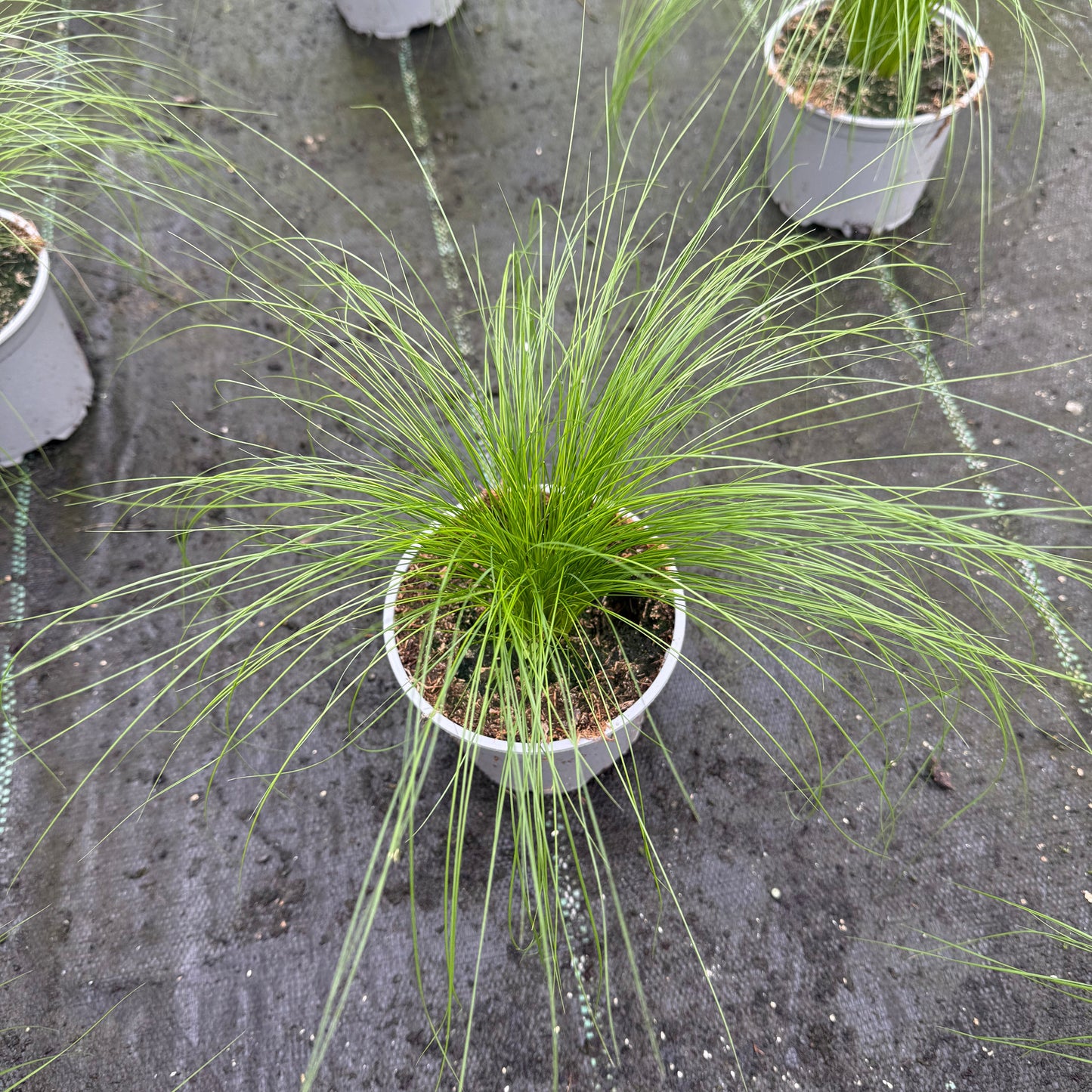 Ultrasoftgrass (soft cat grass)