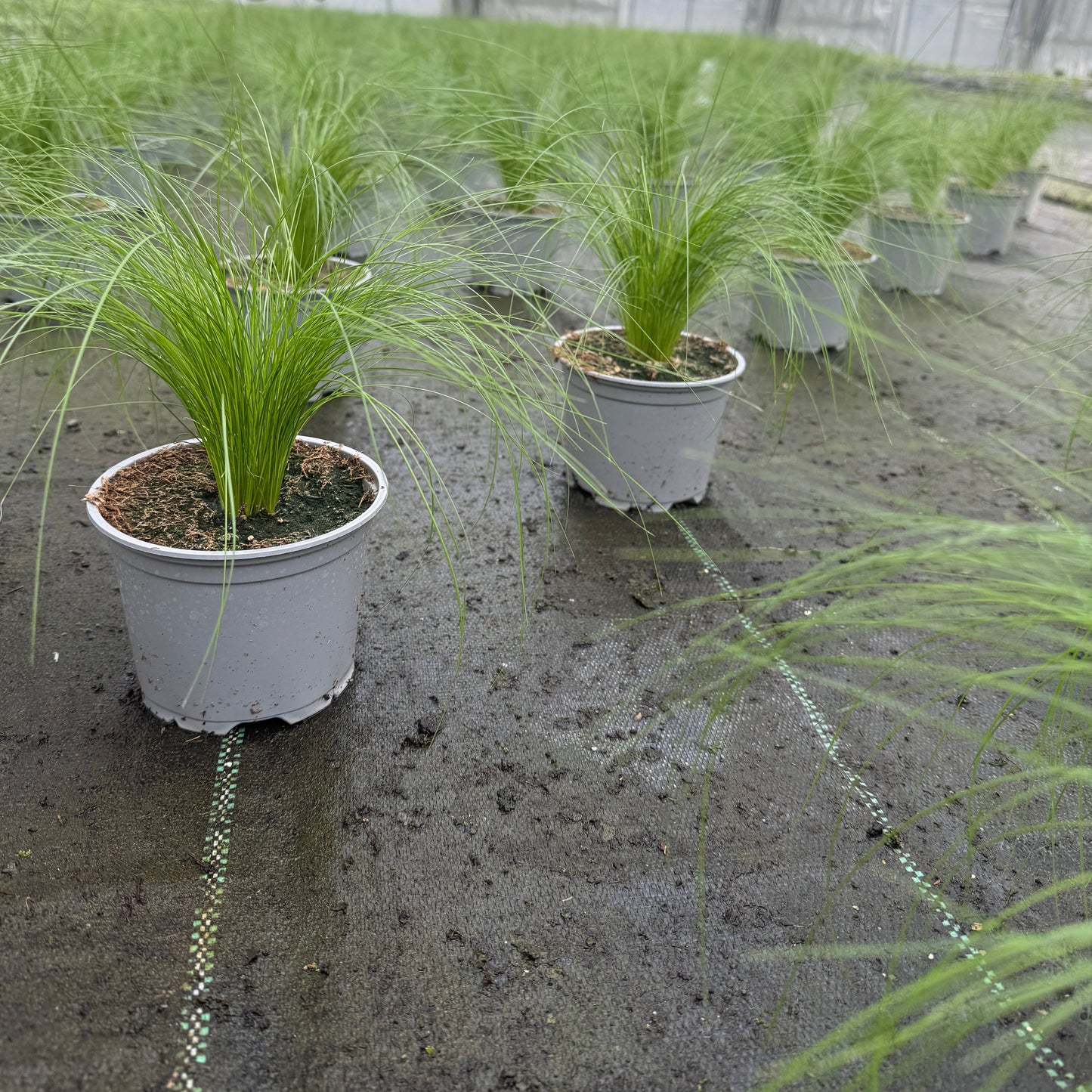 Ultrasoftgrass (soft cat grass)