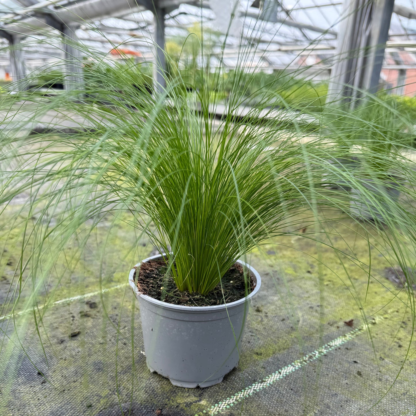 Ultrasoftgrass (soft cat grass)