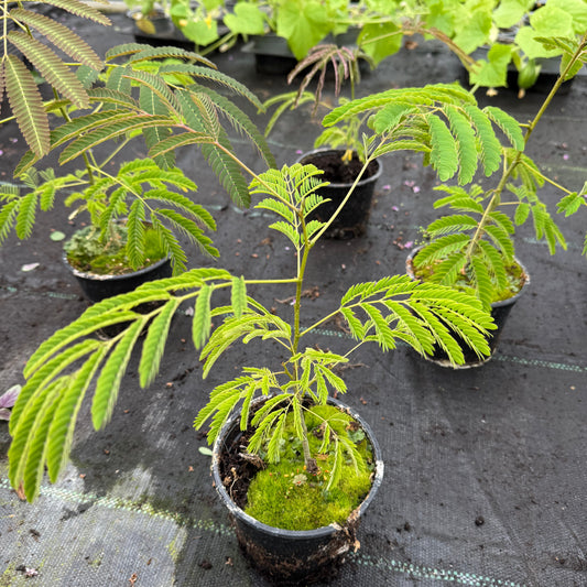 Albizia julibrissin – Seidenbaum