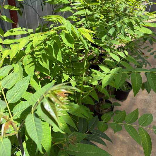 Chinesischer Gemüsebaum – Toona sinensis
