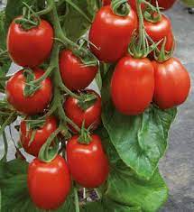 Tomaten aus eigenem Anbau (kein Versand)