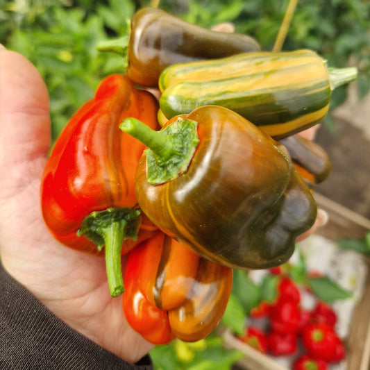 Paprika-, Chili und Auberginenpflanzen