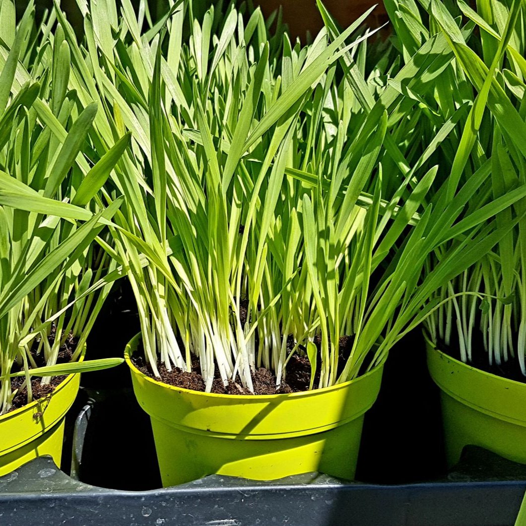 Softgrass (soft cat grass)