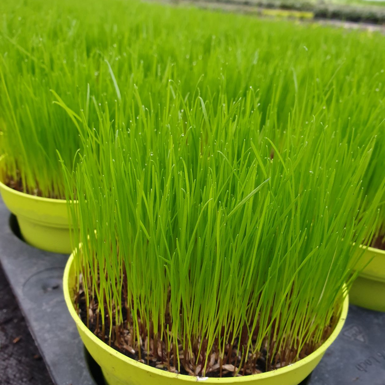 Ultrasoftgrass (soft cat grass) - 18,000 seeds