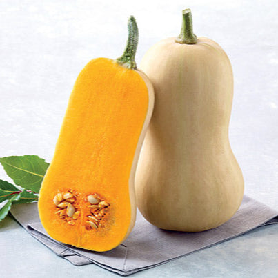 Kürbis, Melonen- und Zucchinipflanzen