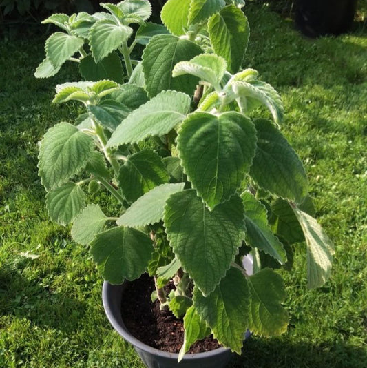 Australisches Zitronenblatt – Backhousia citriodora