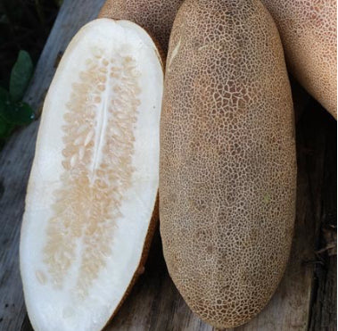 Gurkenpflanzen F1 & Raritäten