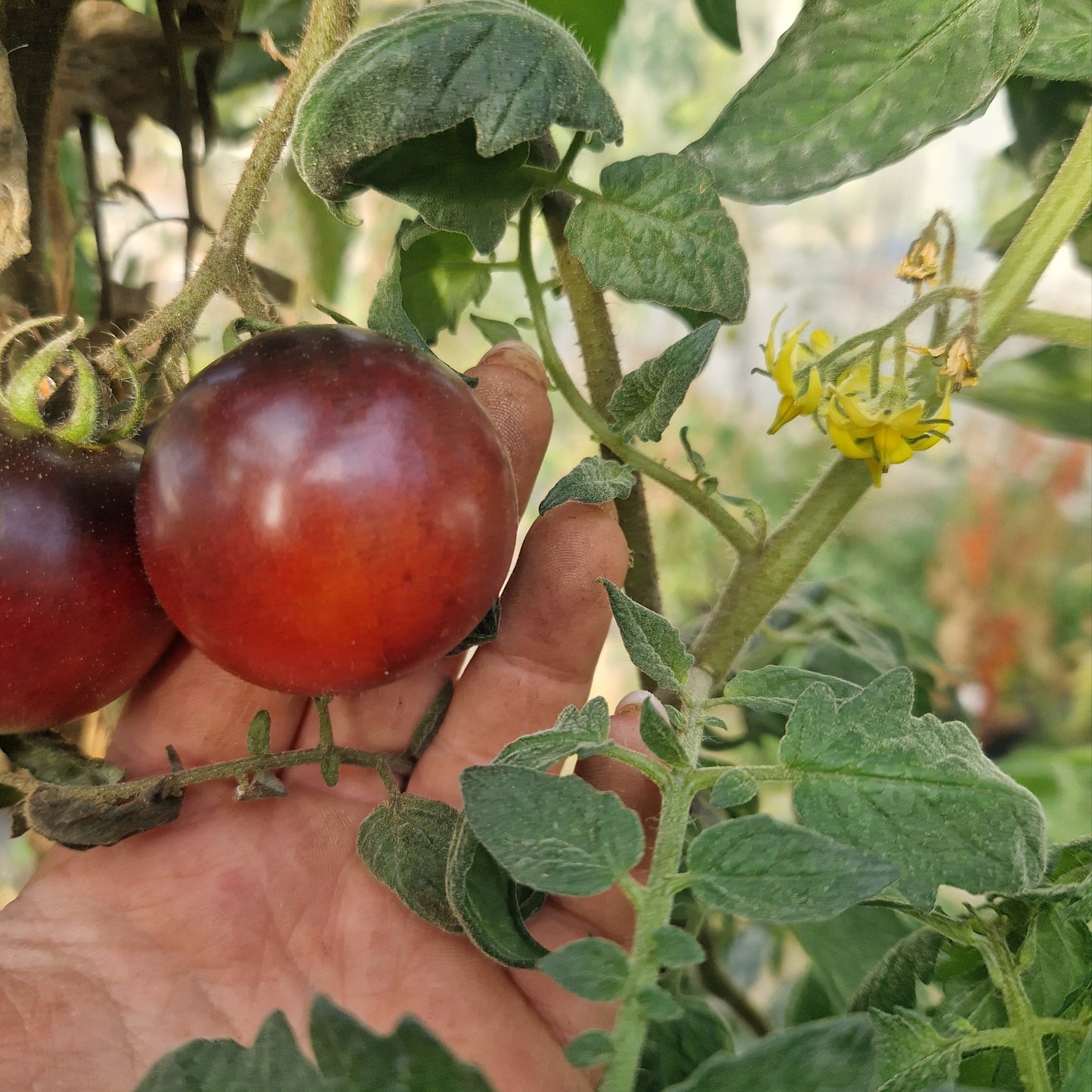 Premium Tomatenset F1 (6er Pack)