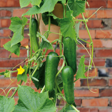 Gurkenpflanzen F1 & Raritäten