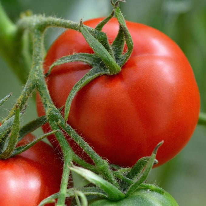Tomaten-Kraftpaket (10er Pack)