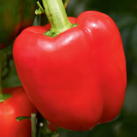 Paprika-Kraftpaket (10er Pack)