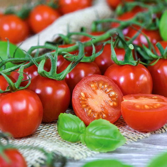 Premium Tomatenpflanzen F1