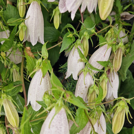Koreanische Glockenblume – Platycodon grandiflorus