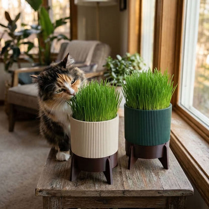 Katzengras Set Rocket Kompakt