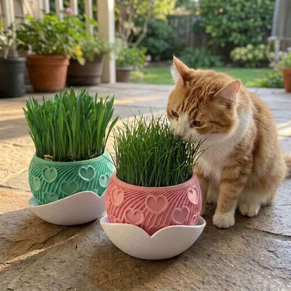 Katzengras Set Cuore Kompakt