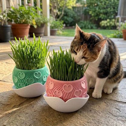 Katzengras Set Cuore Kompakt