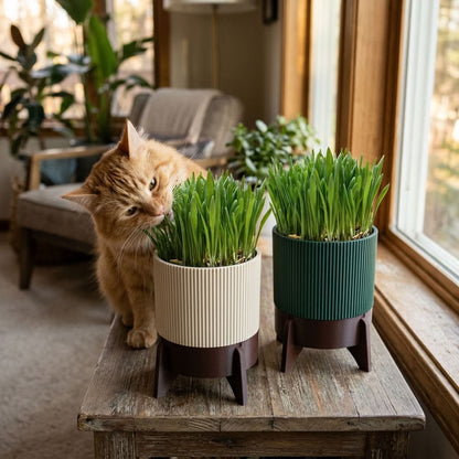 Katzengras Set Rocket Kompakt