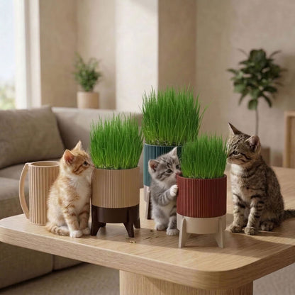 Katzengras Set Rocket