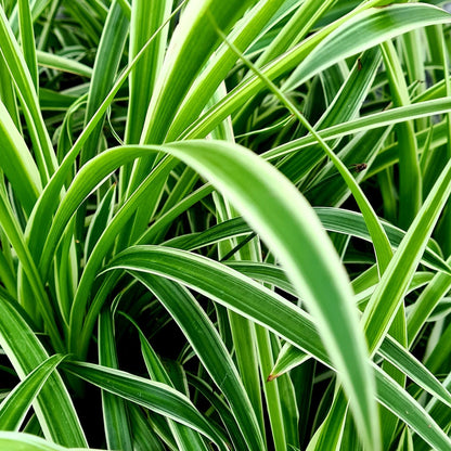 spider plant (Cholorpyhtum)