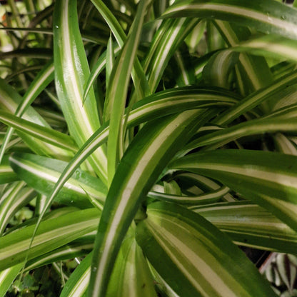 spider plant (Cholorpyhtum)