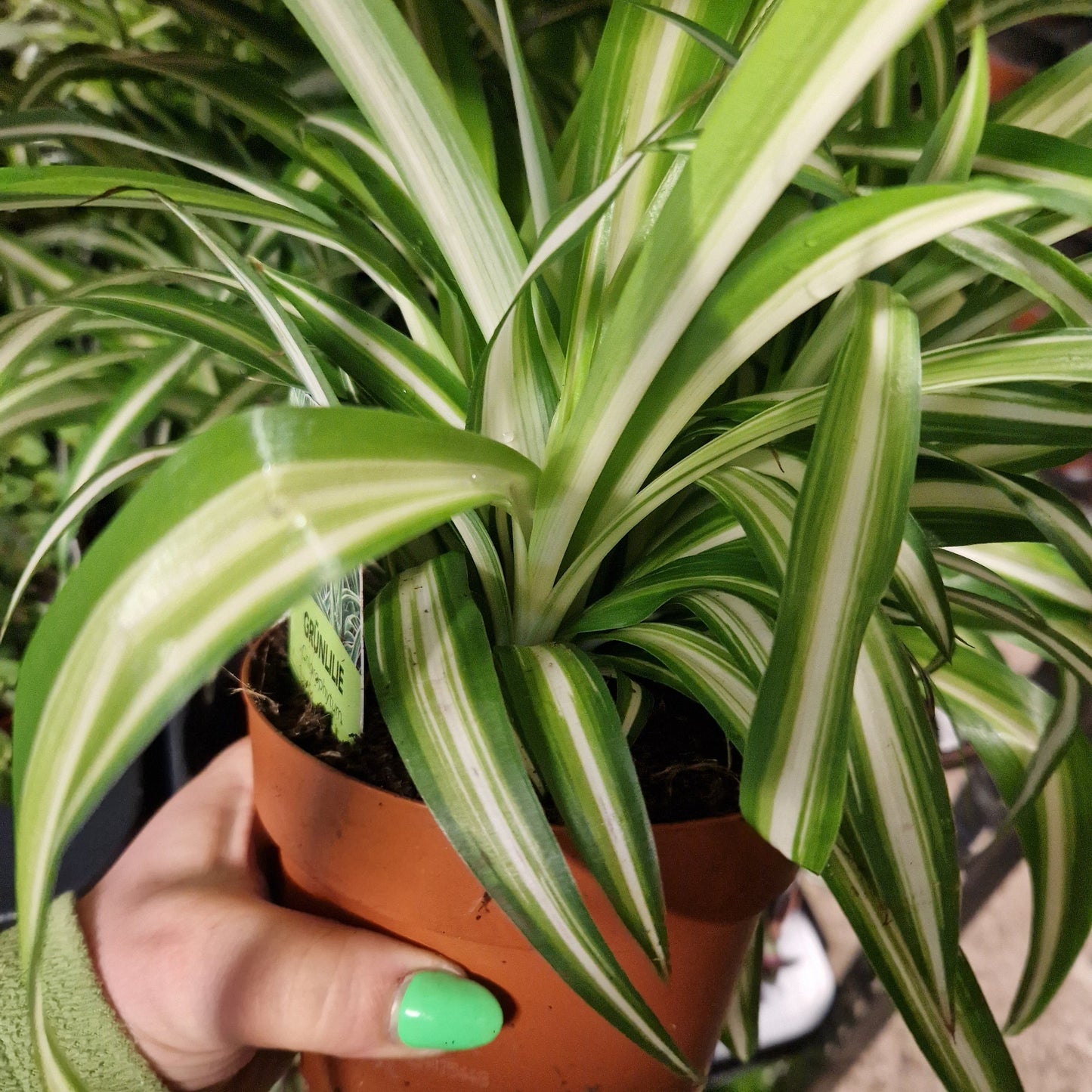 spider plant (Cholorpyhtum)